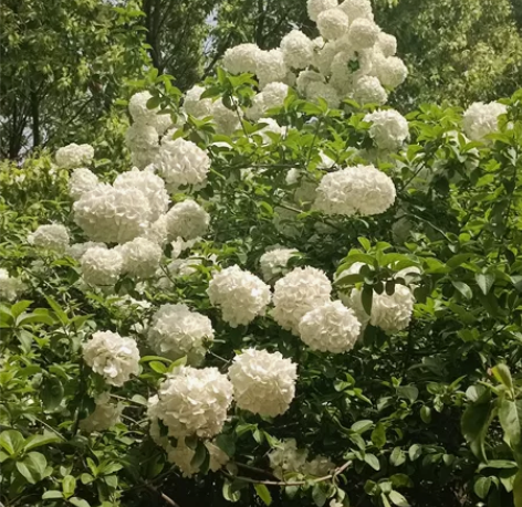 闲置汉服四套 （1）l码齐胸  20（2）...