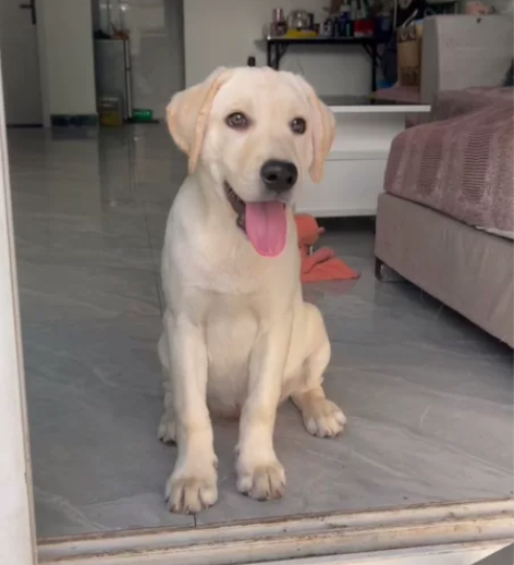 拉布拉多六个月，非常听话，会自己上厕所，不...