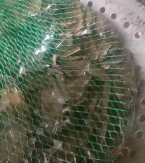 林蛙母满籽满油小母豹70一斤，3斤以上包邮...