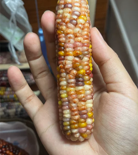 《云霓雀翎》—乱粒鸡爪血丝，带冰裂，文玩玉...