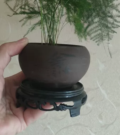 年宵花 桌面绿植 文竹 减压神器 净化空气...