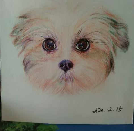 纯手绘彩铅画 感兴趣的话给我留言吧！￥22