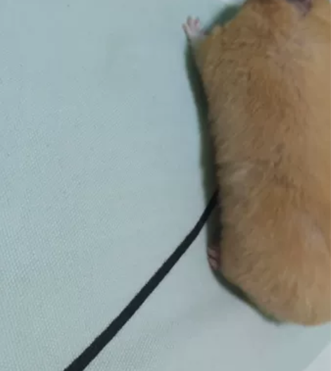 软萌可爱，丰乳肥臀的金丝熊中三胖子，毛发金...