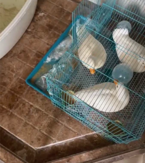 柯尔鸭一公一母都是嘴长3.0左右的 ，公鸭...