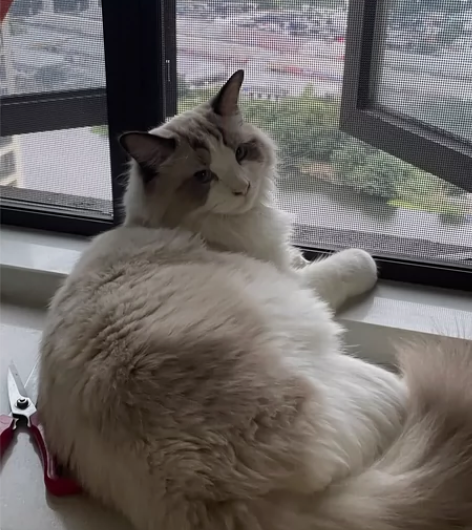 绍兴越城区上门喂猫服务（坐标：西湖新村） ...