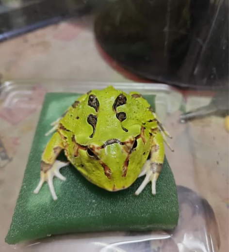 绿色蝴蝶角蛙，吻肛8厘米，150元 感兴趣...