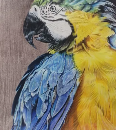 纯手绘彩铅用时30小时左右，纯班后时间完成...