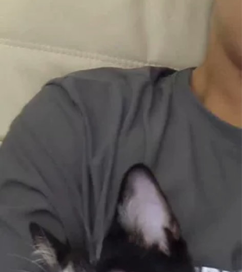 南昌上门喂养猫狗 服务范围（东湖区，西湖区...