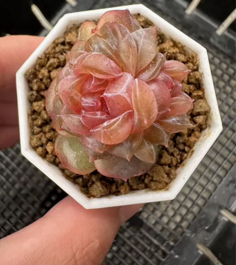 秘境优选糖心，宫花个体，母本级别非小苗，数...