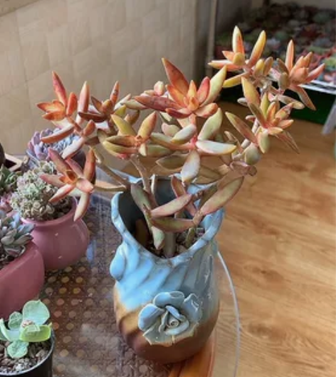 清阳台，红日老桩多肉，出状态通红通红的，不...