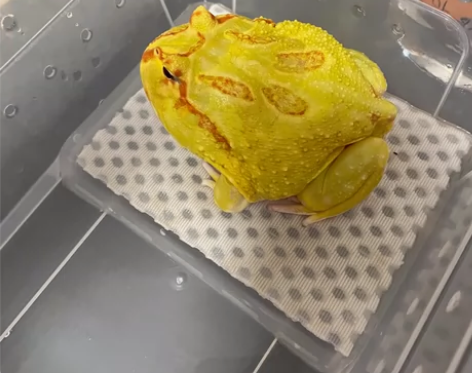 黄金角蛙 母的 养了8个月 因没时间照顾 ...