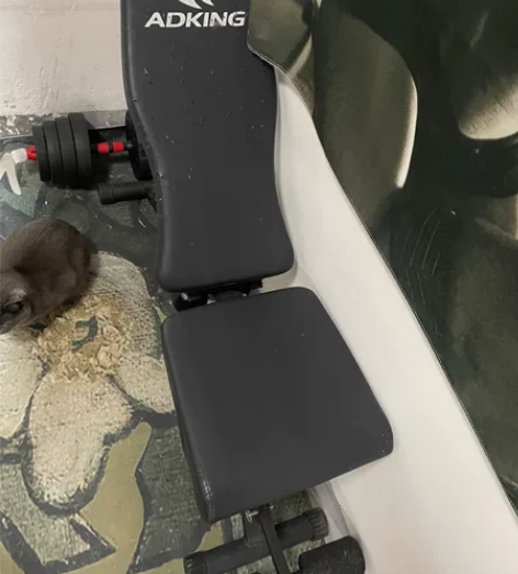 哑铃凳 没怎么用过但是家里有猫被抓了，一百...