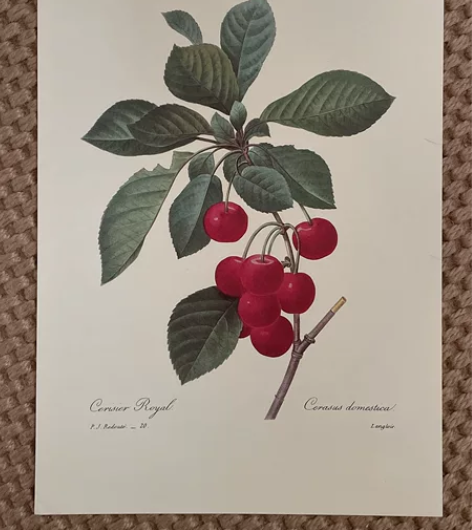 樱桃 复古植物 印刷画 会卷起来发货 或者...