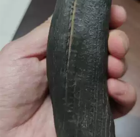 原石 硅化木大镇纸003 本地大峡谷出的硅...