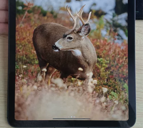 性价比很高ipad pro 2021款 2...