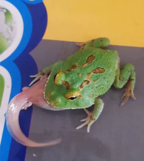 宇治角蛙，养定4厘米大苗子，状态好，15包...