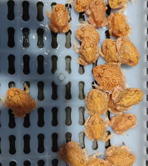 角蛙批发，血丝南瓜挑出来五十多个大的来个老...