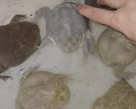 小丑蛙成体亚成体标价就是卖价，有公有母，一...