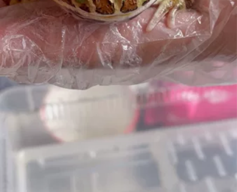 出成体公角蛙一只 很漂亮 吃食凶猛 状态嘎...