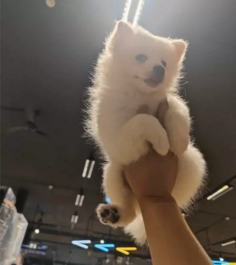 小体博美，两个月大，母的。狗狗很听话，在家...