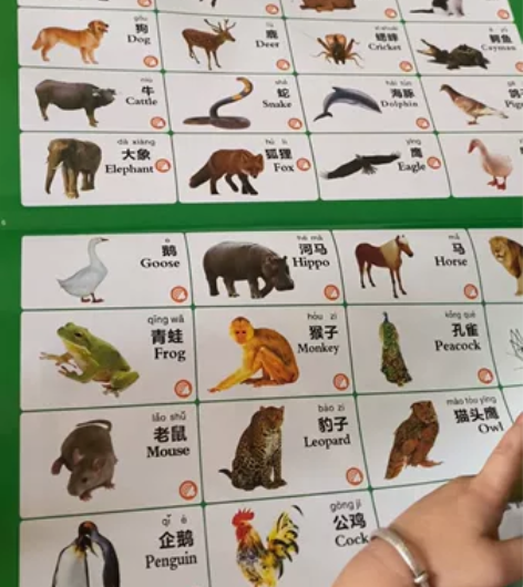澳乐中英文早教点读机充电款15页 全新包邮...