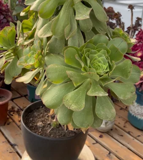 众星捧月造型的 君美丽缀化 冠服53 高5...