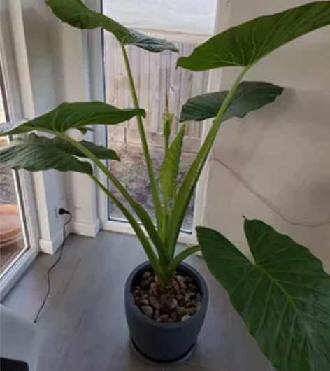 象耳芋 网红绿植 宫崎骏 龙猫 的大雨伞。...