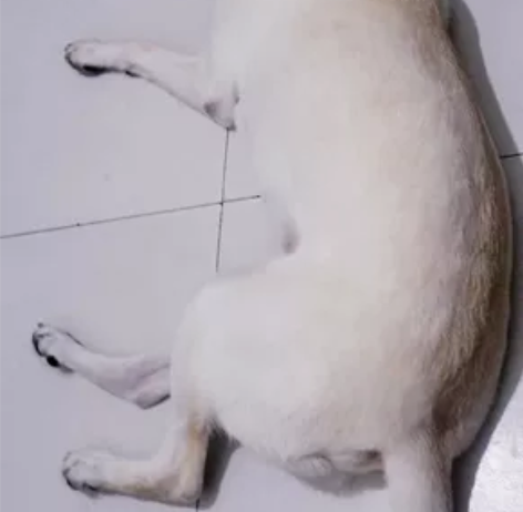 【拱墅区、西湖区上门喂狗狗/猫咪铲屎】浙江...