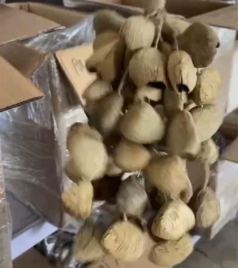 德瑞Terre果壳摇铃果实果壳音束风铃排铃...