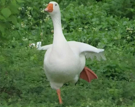 蛇形滑板同城自提，喜欢的少一点就给你 感兴...