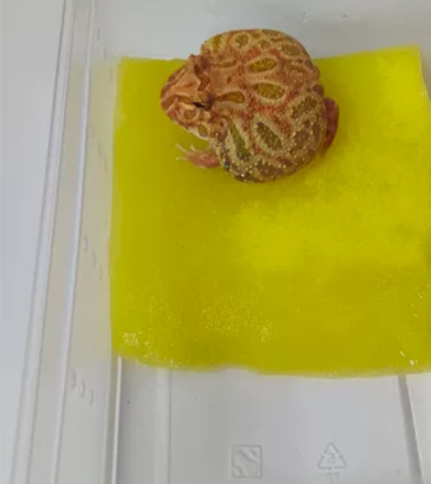 [hot]红色系角蛙 草莓角蛙 5cm-6...