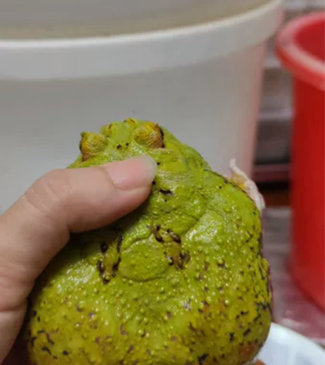成体角蛙带卵,超级宇治角蛙。一侧少一点,另...