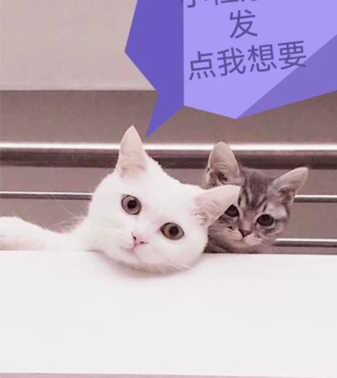 APP开发 小程序开发 商城开发 软件开发...