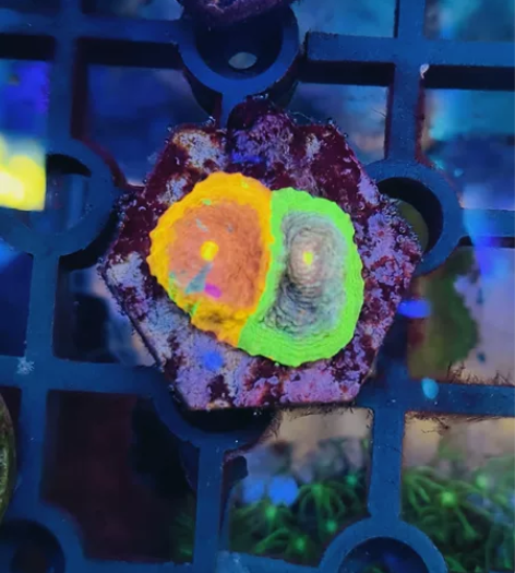 海水珊瑚 调色盘 免包装顺丰到付