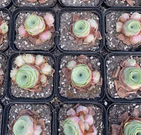 小玉玫瑰 山地玫瑰多肉植物 手机原相机拍摄...