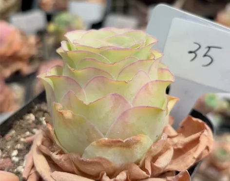 一物一拍 山地玫瑰多肉植物，手机原相机拍摄...