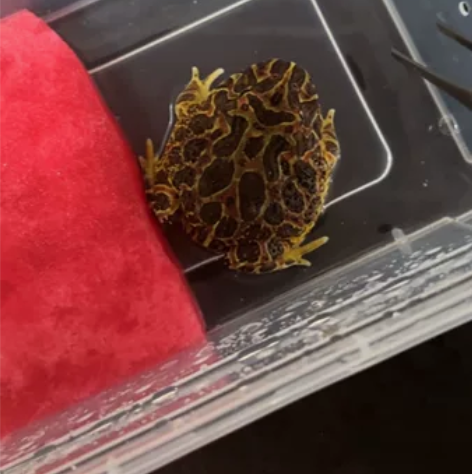 纯红 钟角蛙 状态很好 尺寸7+ 运输中死...