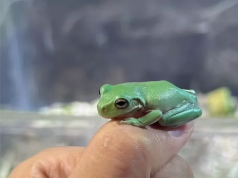 佬爷树蛙 感兴趣的话点“我想要”和我私聊吧～