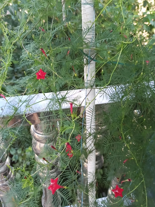 红米3s      3+32     高配...