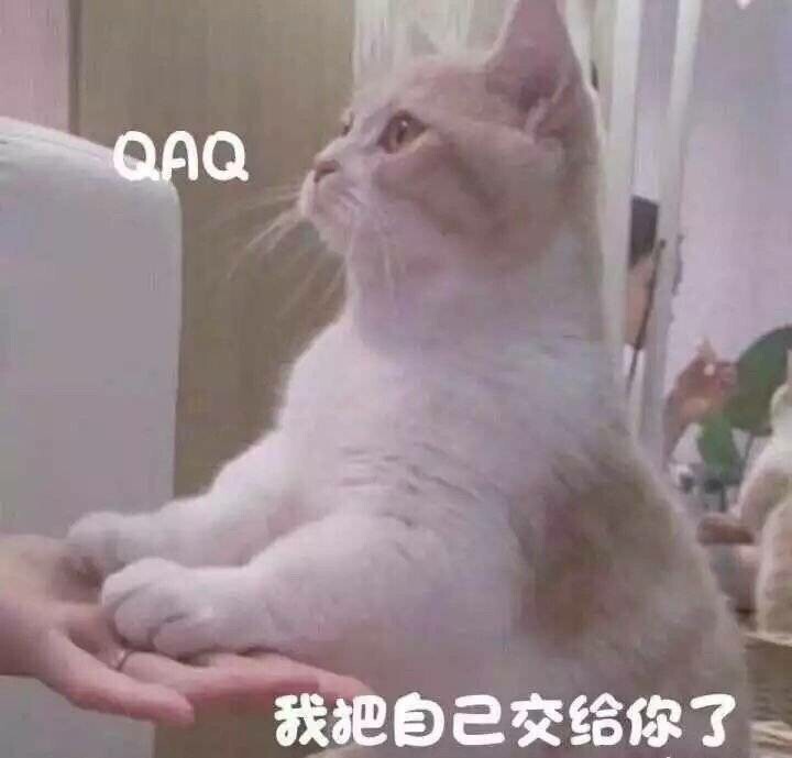 求购【求】成人琵琶乐器