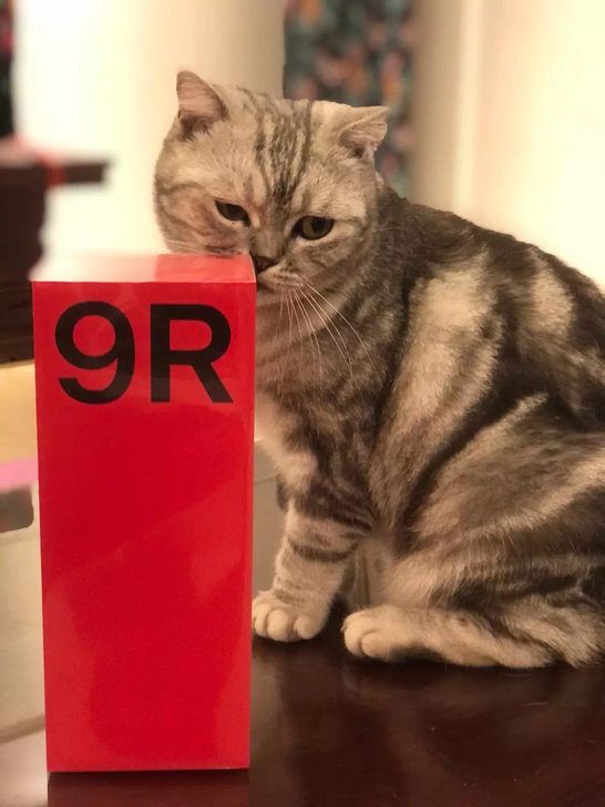 一加9R 全新未拆封全新未拆封  国行正品...