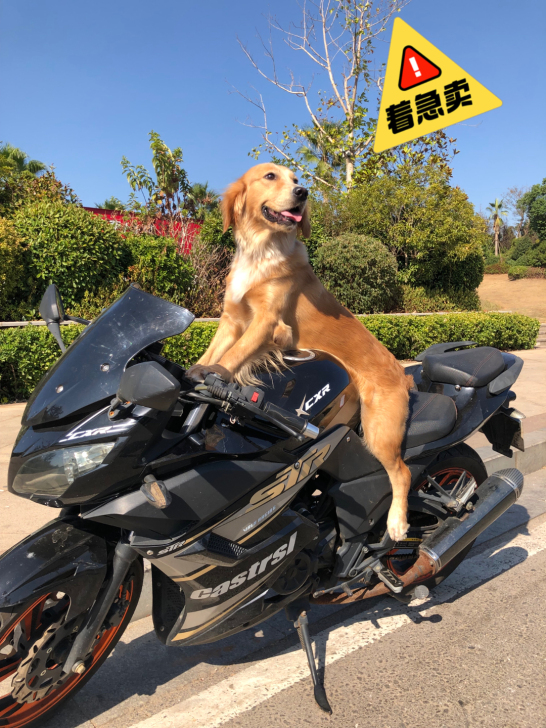 19年250cc地平线，1700元出售，（...