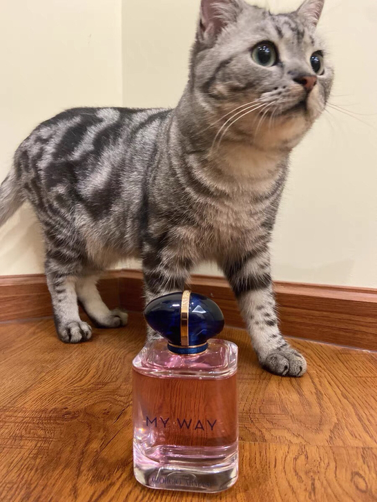 全新my way自我无界香水90ml