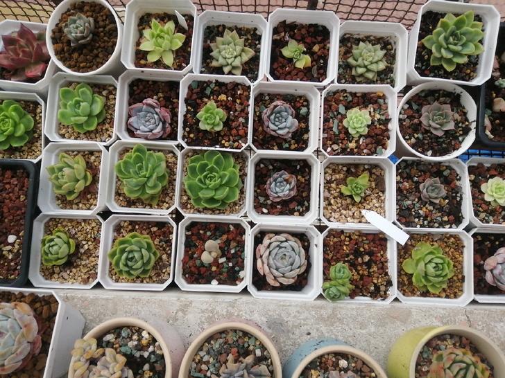 多肉阳台处理  冰心  糖心  暗纹  透...