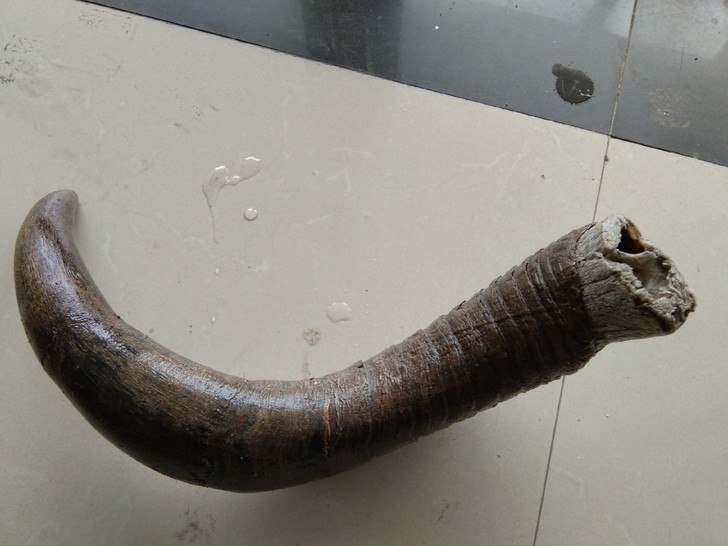 一个牦牛角，没有经过加工处理，藏区带回。适...