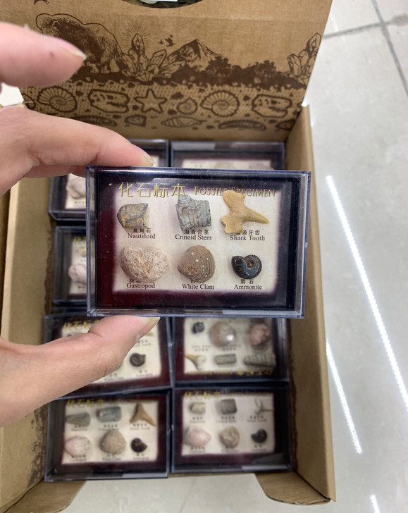 迷你6种化石标本盒天然海洋动植物化石标本教...