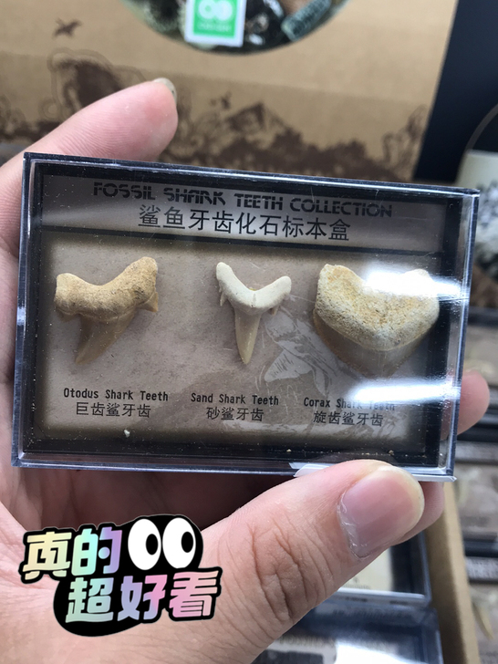 化石标本盒这个很稀少只有三盒