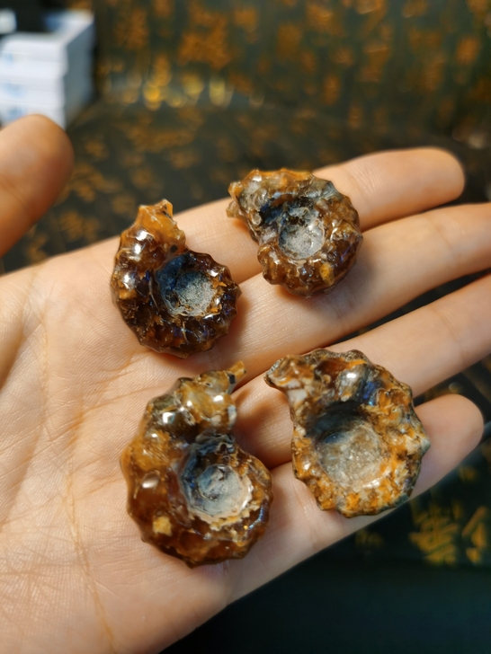 马达加斯加古生物化石羊角螺化石，四枚一手走