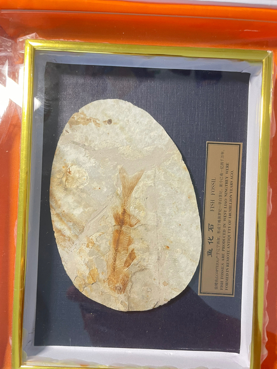 狼鳍鱼化石。
