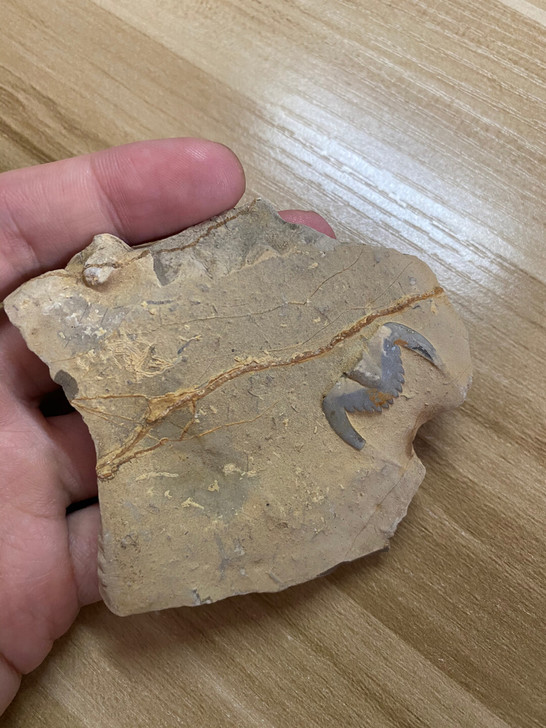 化石三叶虫燕子石蝙蝠石球接子，摆件教学